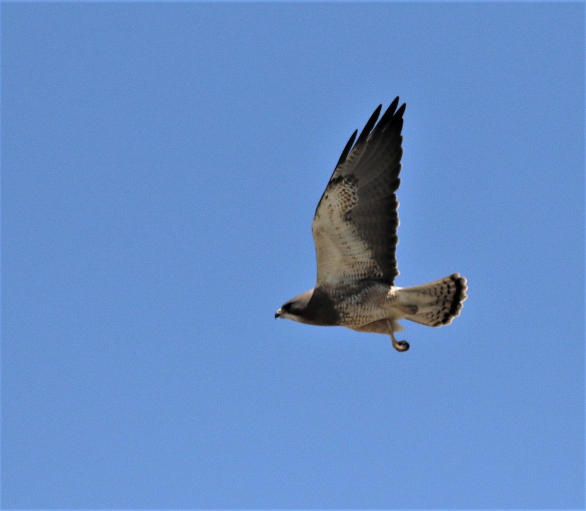 Swainson's Hawk - ML593548801