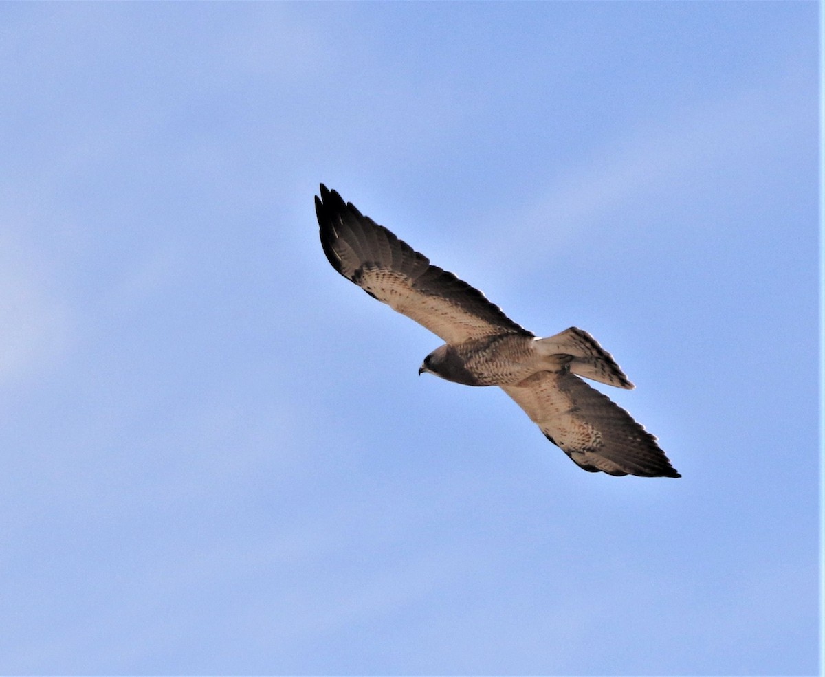 Swainson's Hawk - ML593548841