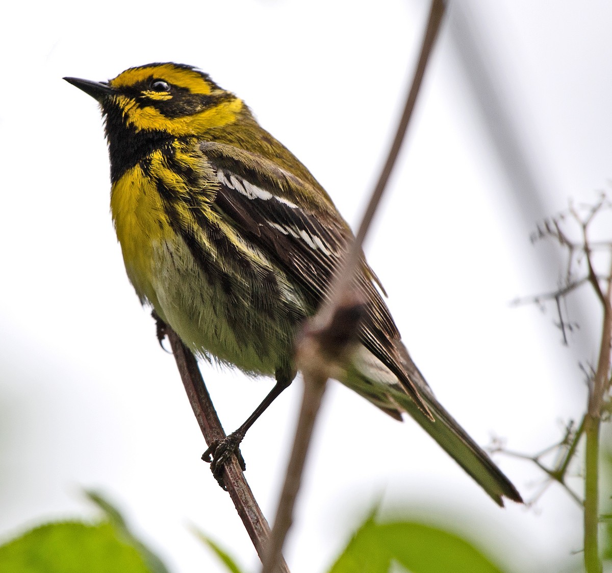 Townsend's Warbler - ML593549541