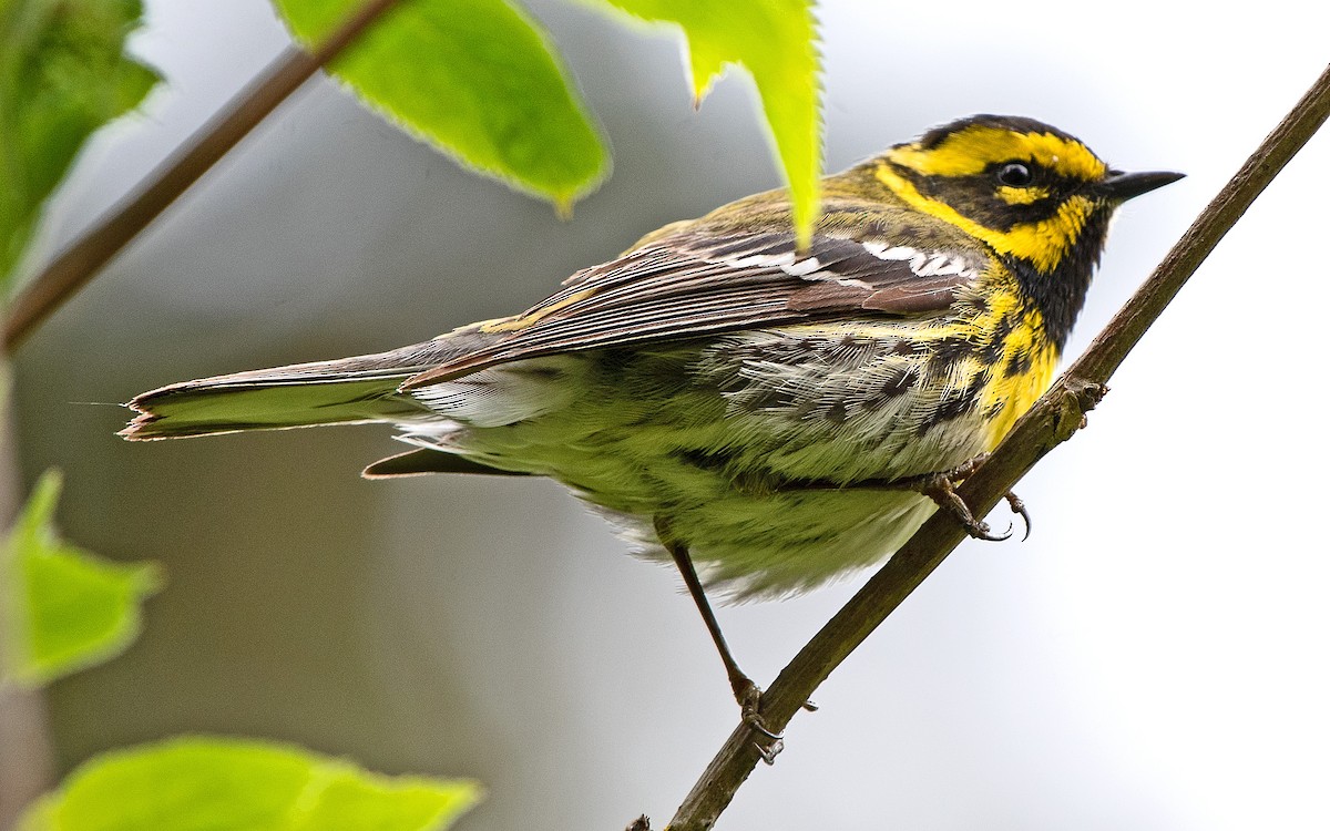 Townsend's Warbler - ML593549551