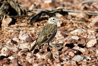 Bisbita Neozelandés (grupo australis) - ML593550011