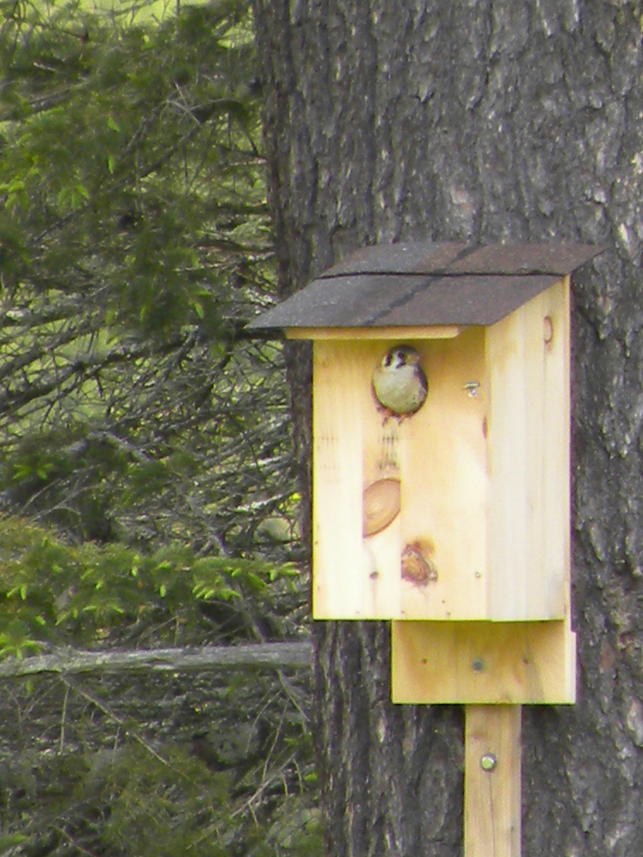 American Kestrel - ML59355041