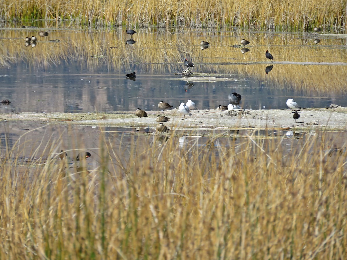 Franklin's Gull - ML593551541