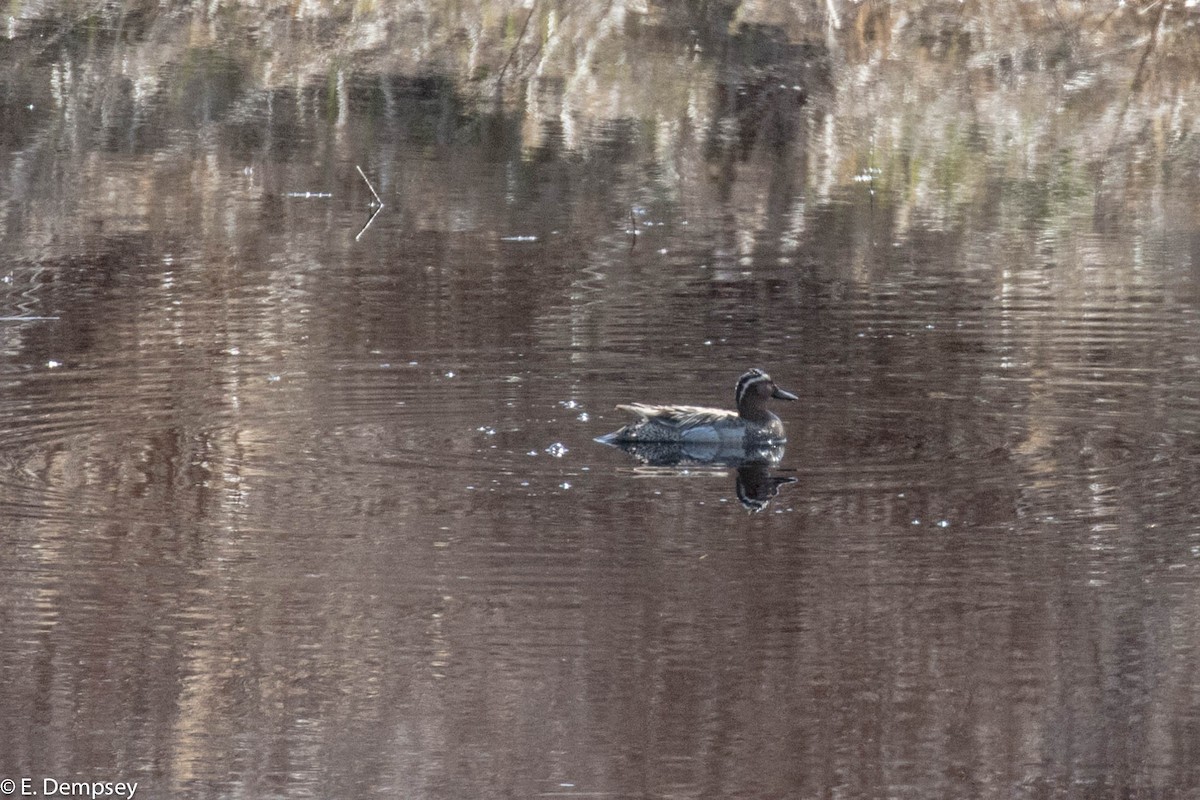 Garganey - ML59355211