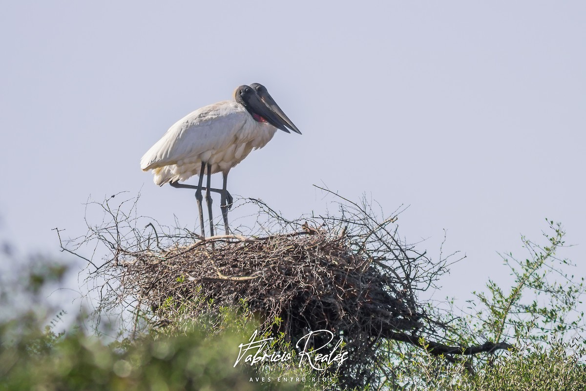 čáp jabiru - ML593555981