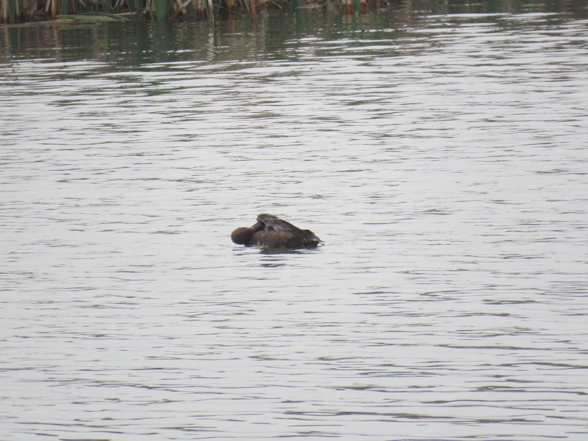 Lesser Scaup - ML593556761