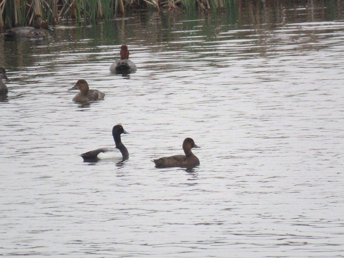 Lesser Scaup - ML593556771