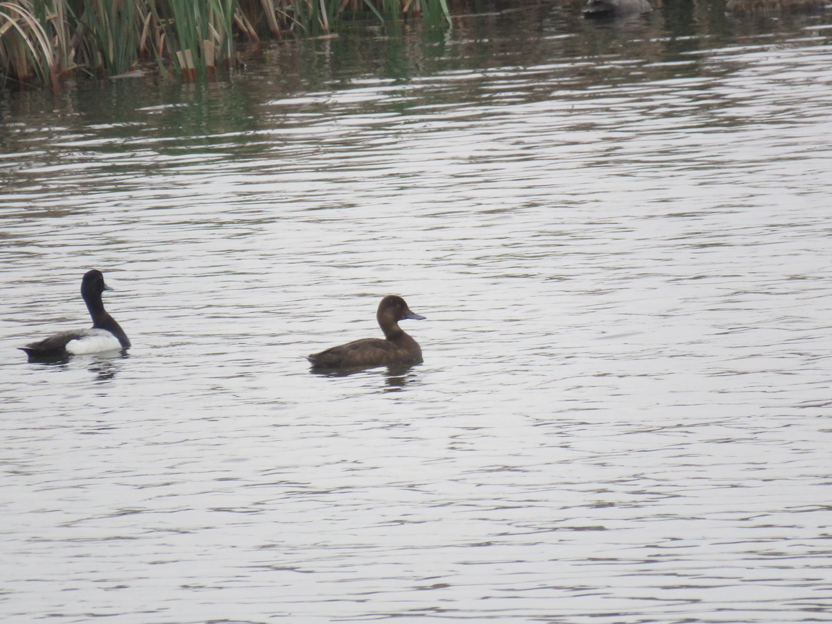 Lesser Scaup - ML593556781