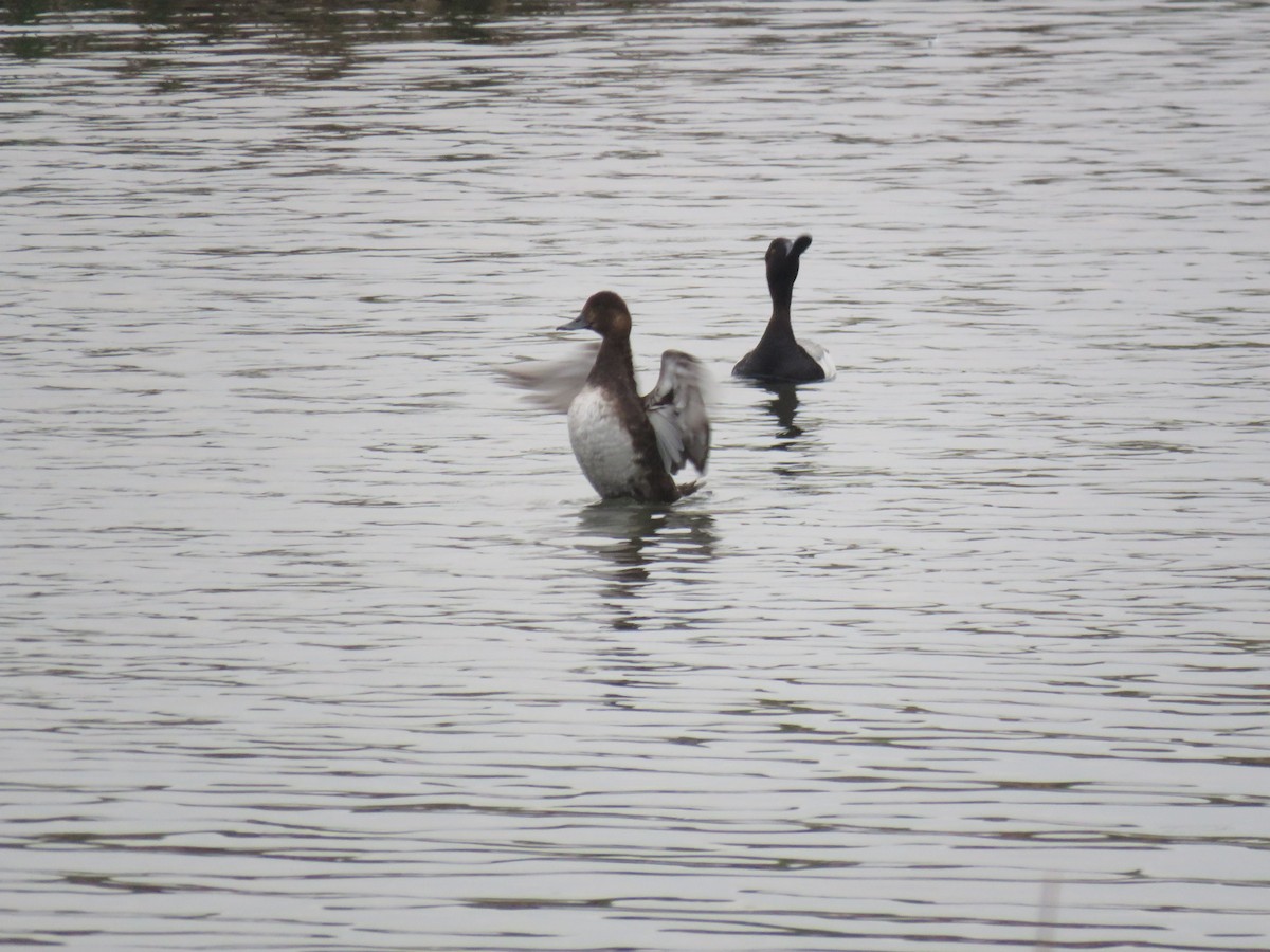 Lesser Scaup - ML593556791