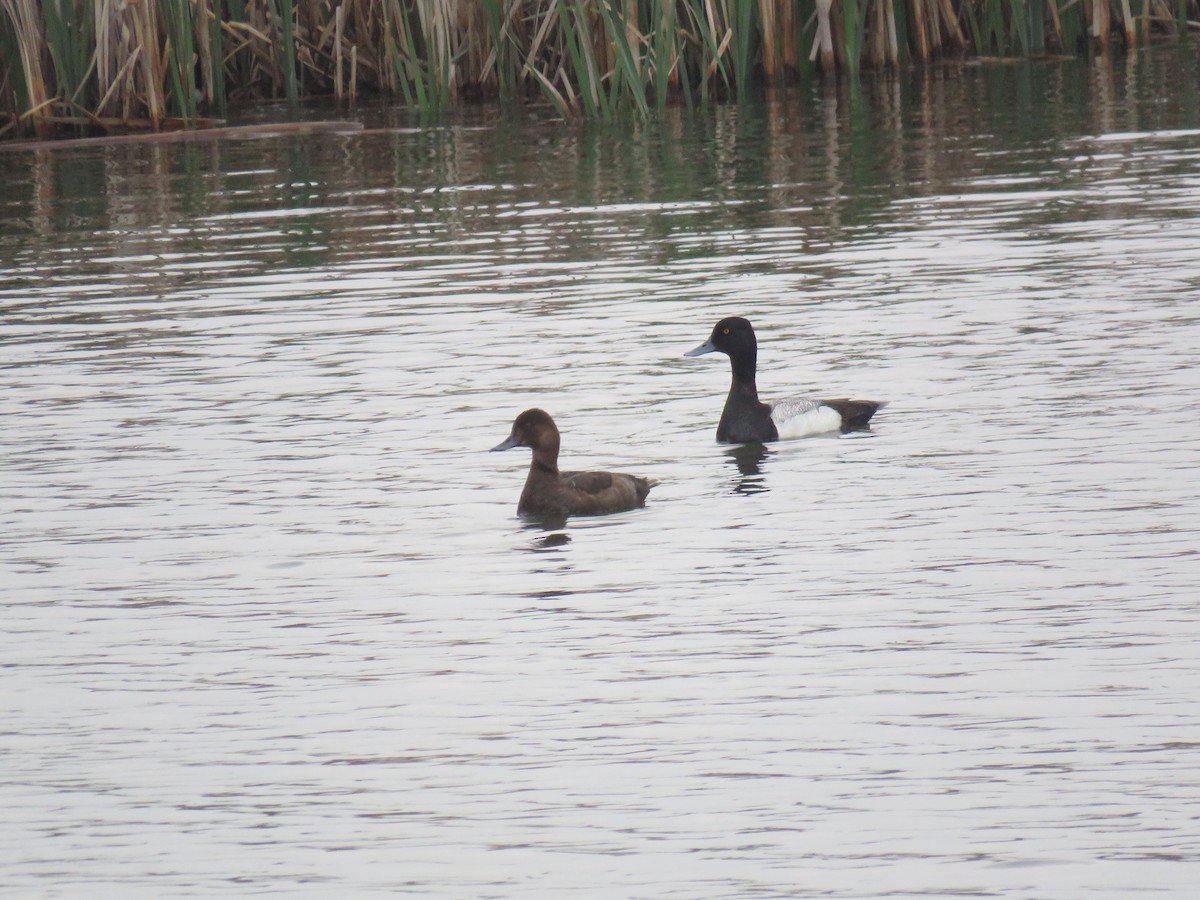 Lesser Scaup - ML593556801