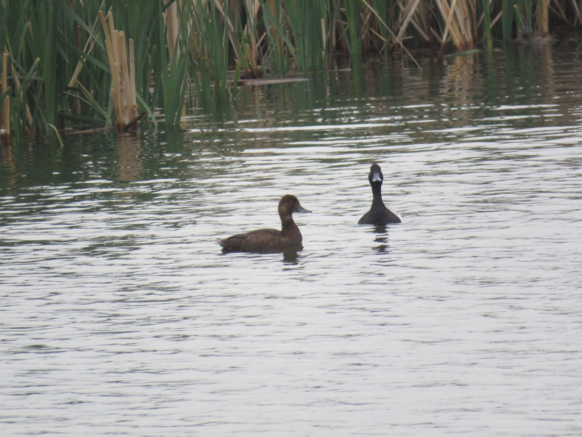 Lesser Scaup - ML593556811