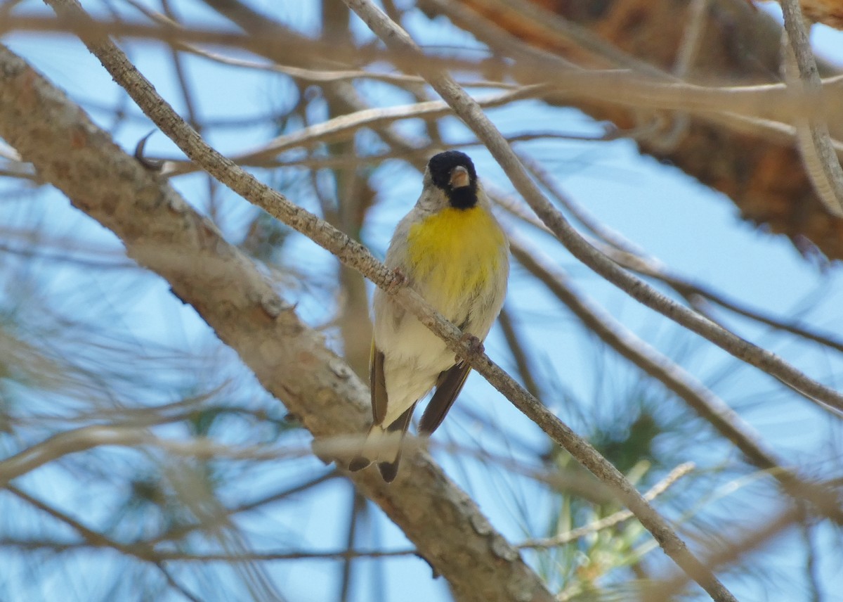 Lawrence's Goldfinch - ML593557181