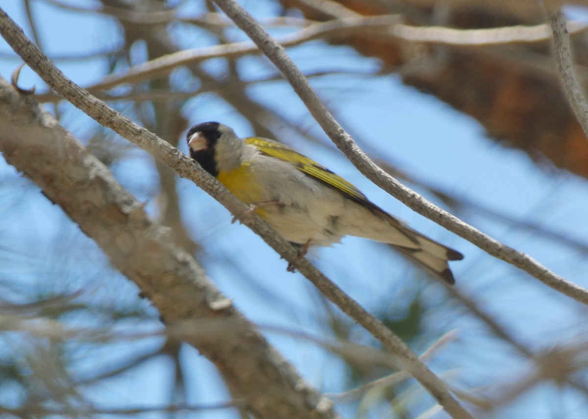 Lawrence's Goldfinch - ML593557191