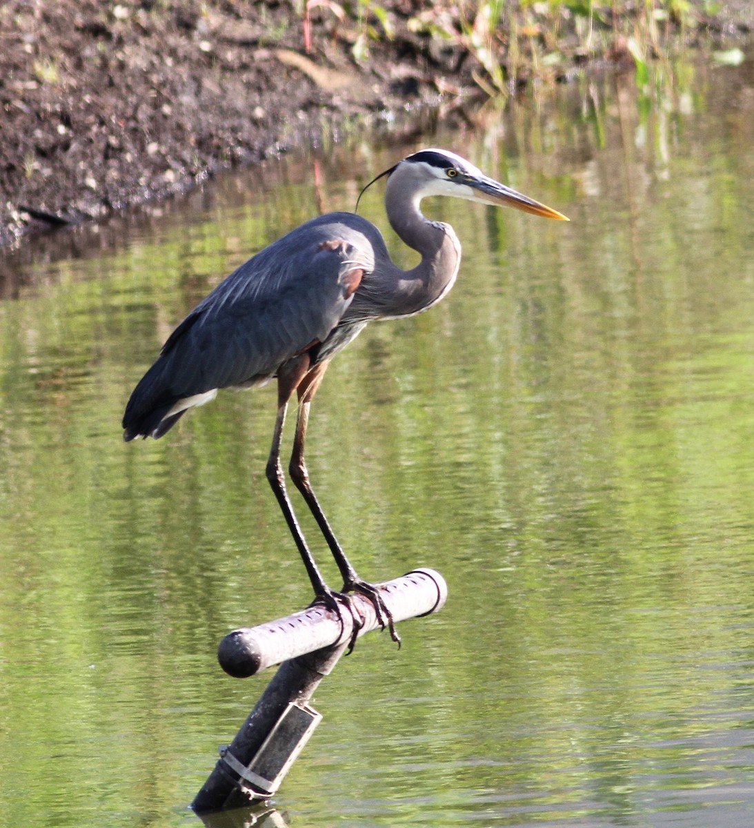 Great Blue Heron - Becky Lutz