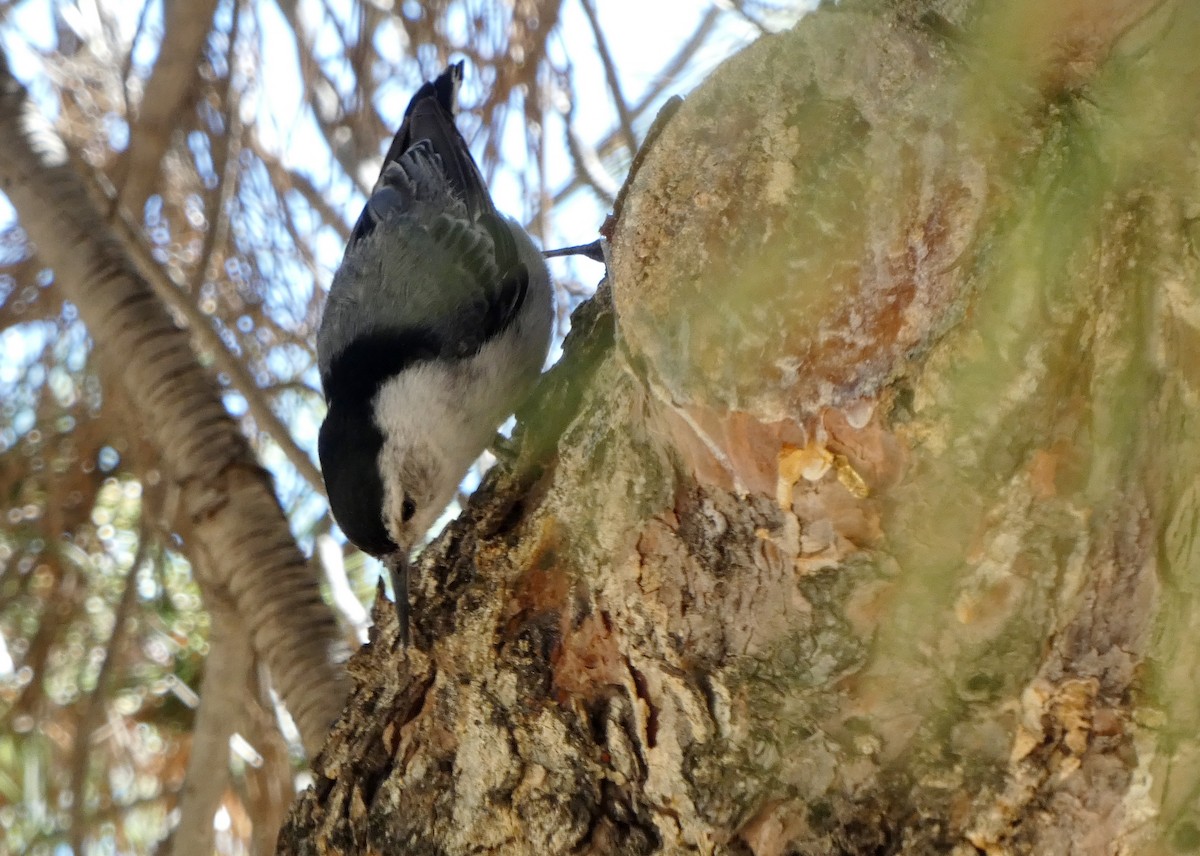 White-breasted Nuthatch - ML593557721