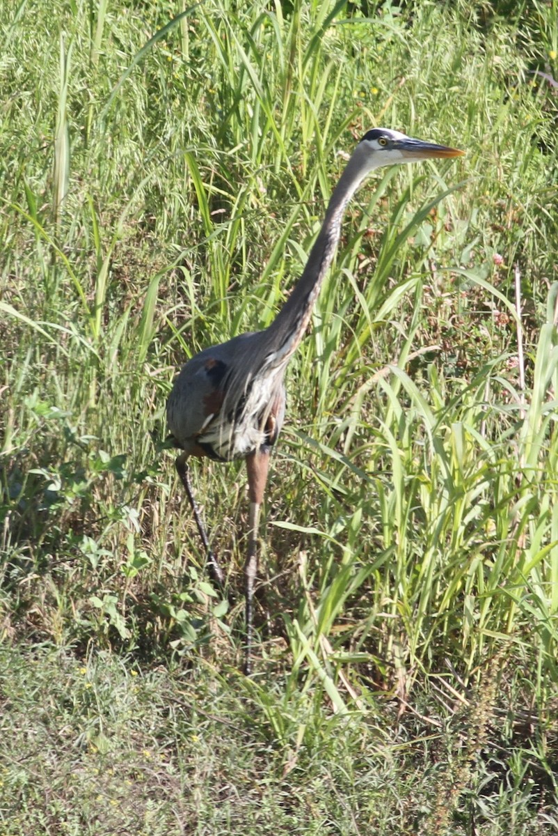 Great Blue Heron - Becky Lutz