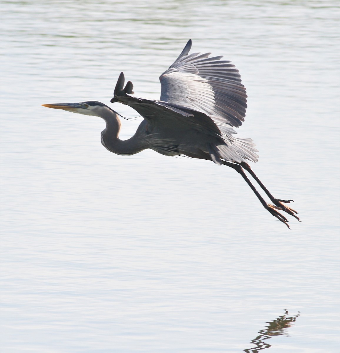 Great Blue Heron - Becky Lutz