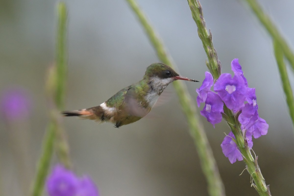 White-crested Coquette - ML593558521