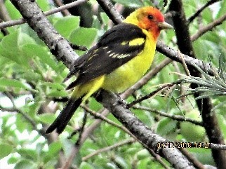 Western Tanager - David O'Dell