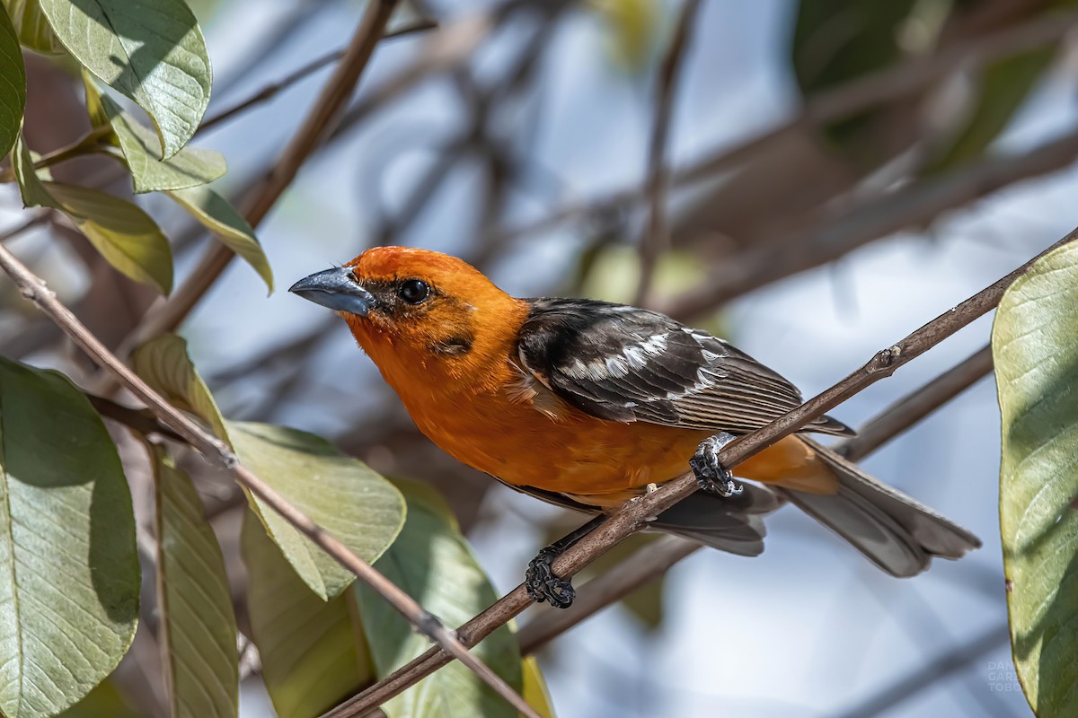 Flame-colored Tanager - Daniel Garza Tobón