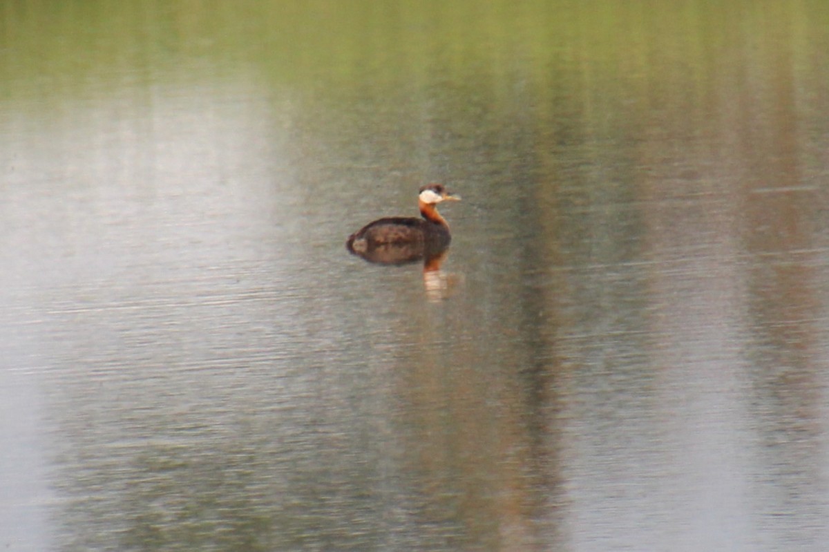 Red-necked Grebe - ML593559591