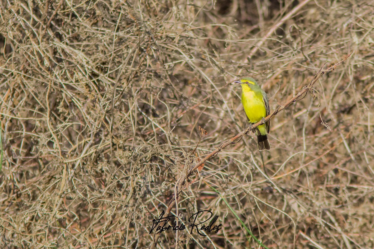 Yellow-browed Tyrant - ML593559891