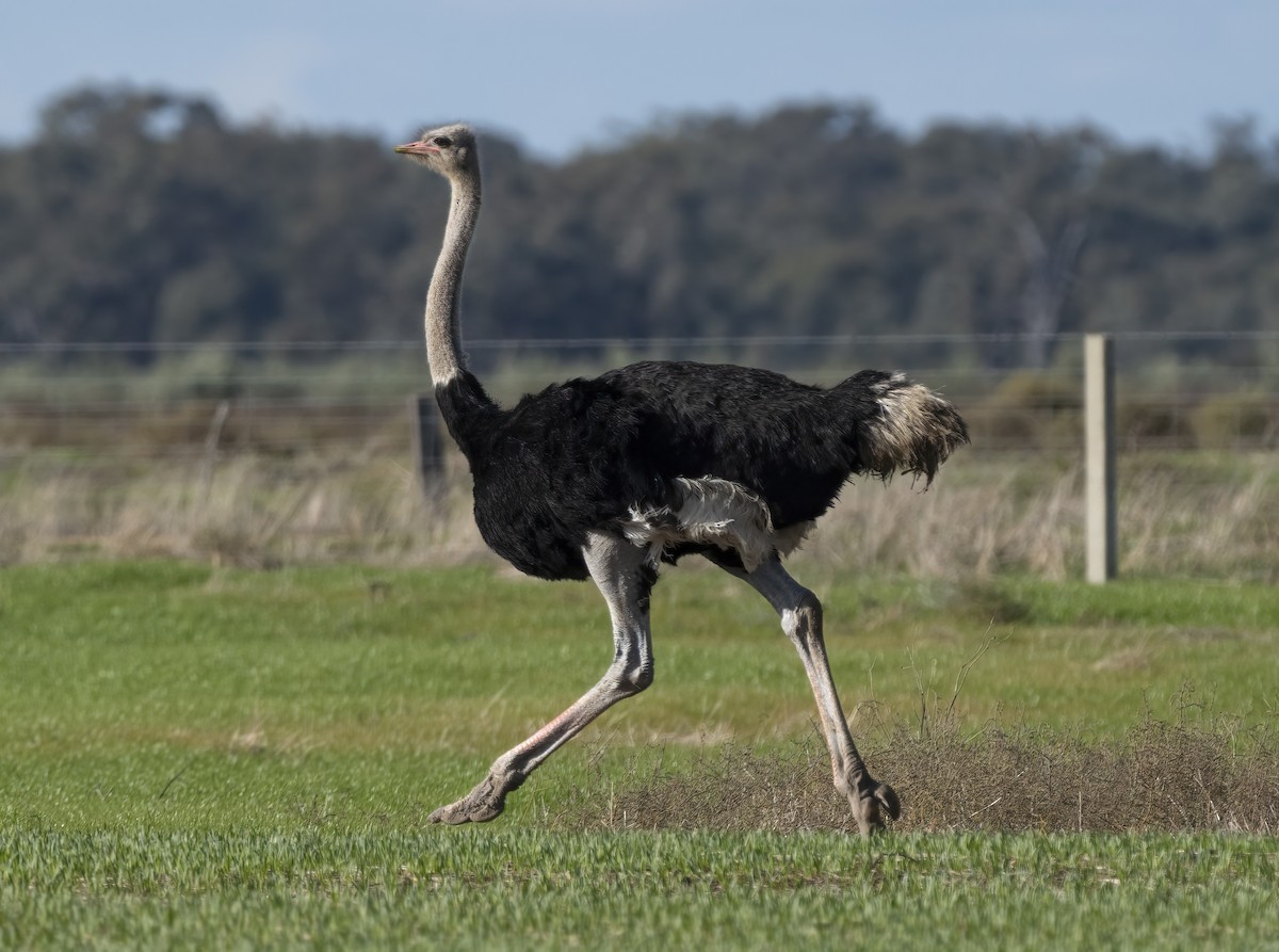 Common Ostrich - David Sinnott