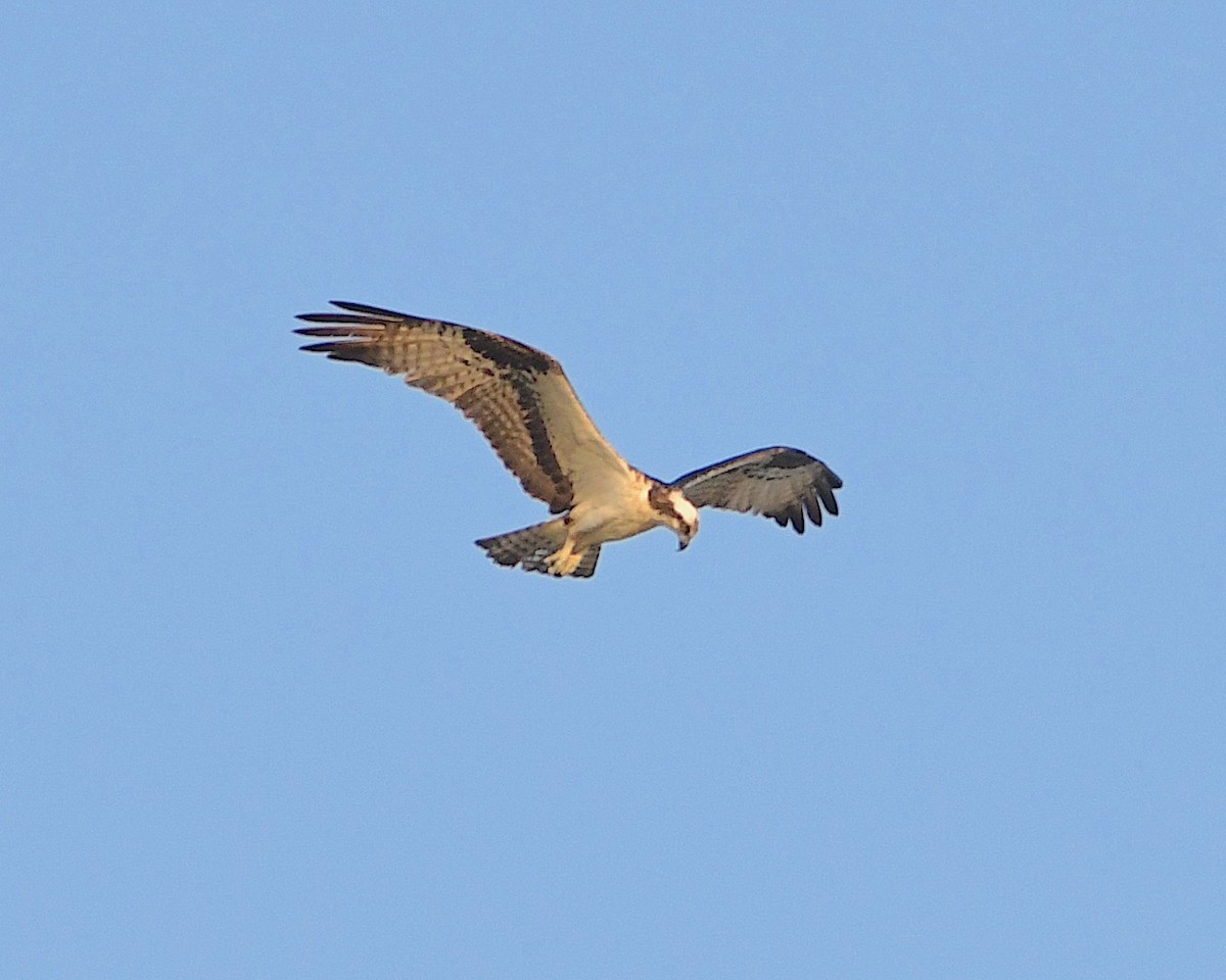 Águila Pescadora - ML593562321