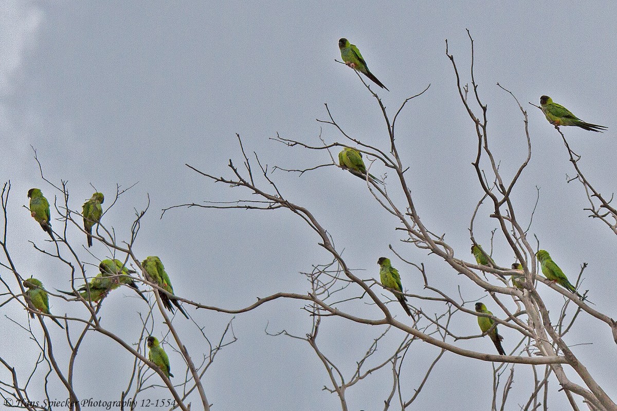 Nanday Parakeet - ML593562641