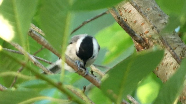 Carolina Chickadee - ML593563511