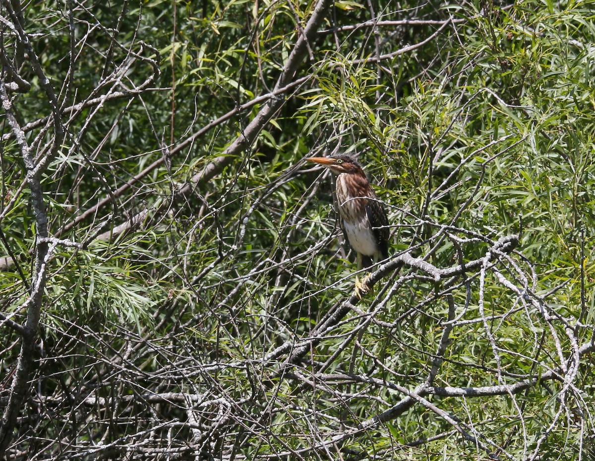 Green Heron - ML593563951