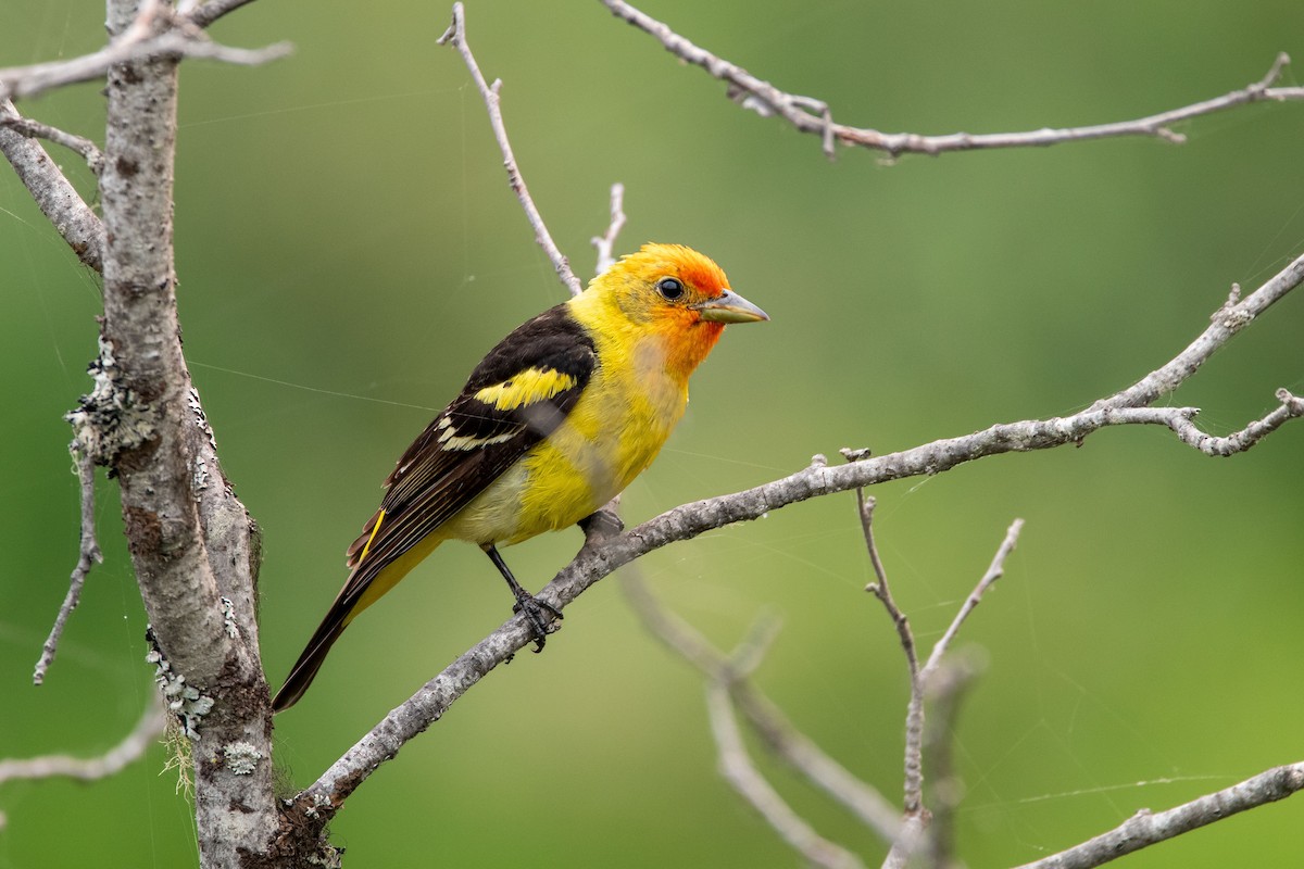 Western Tanager - Anne Spiers