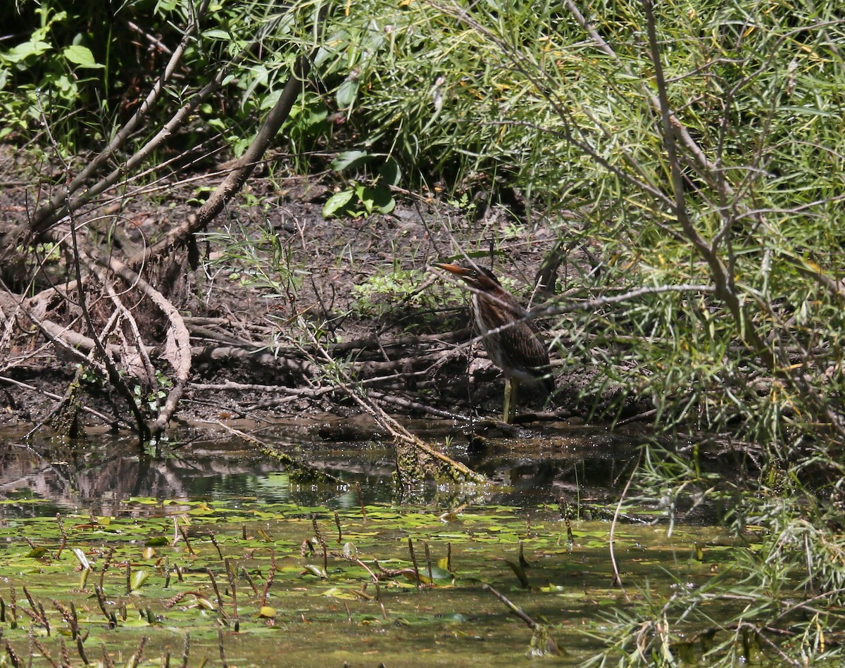 Green Heron - ML593564031