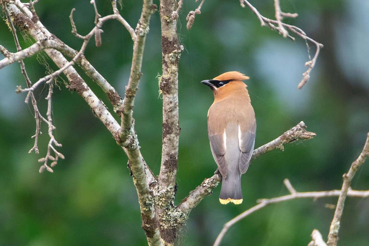 Cedar Waxwing - Anne Spiers