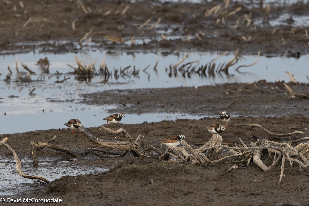 Ruddy Turnstone - ML593564391