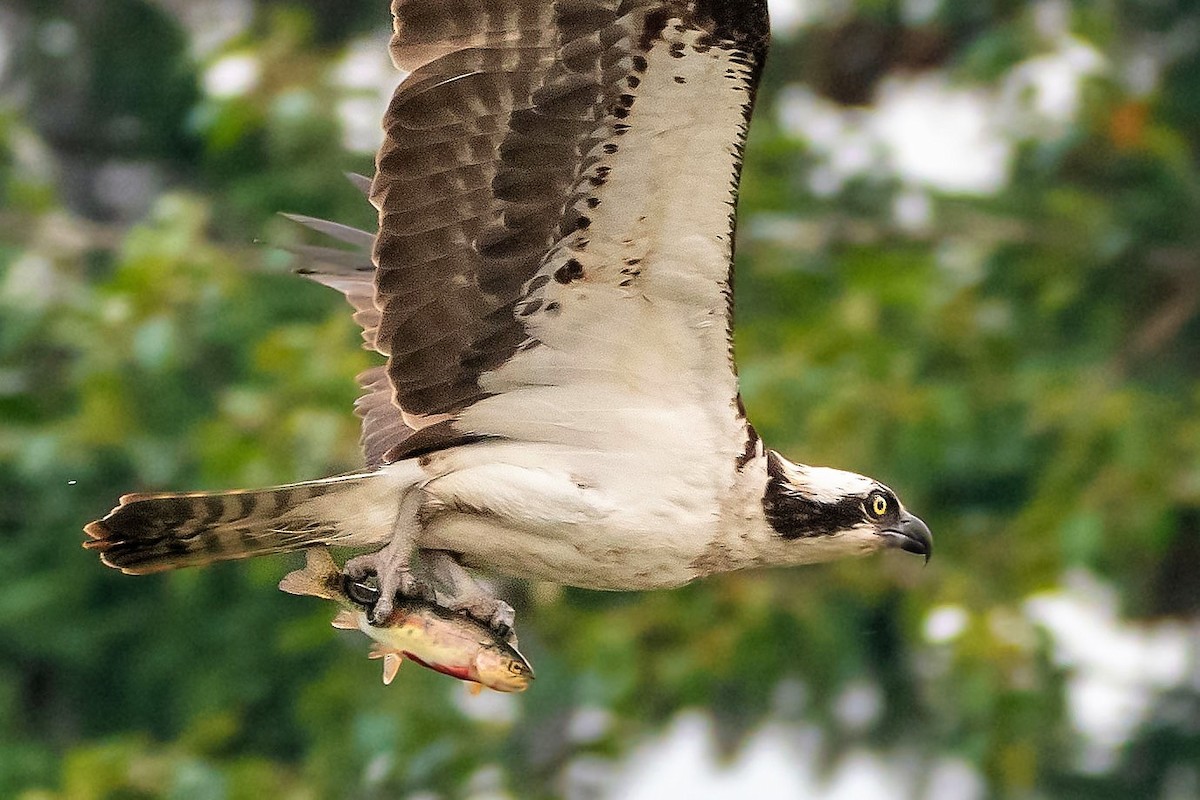 Águila Pescadora - ML593564541