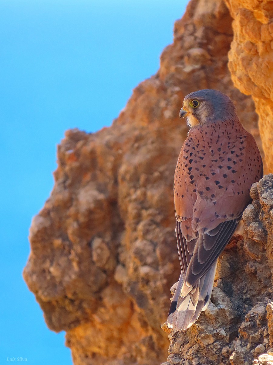 Eurasian Kestrel - ML593565051