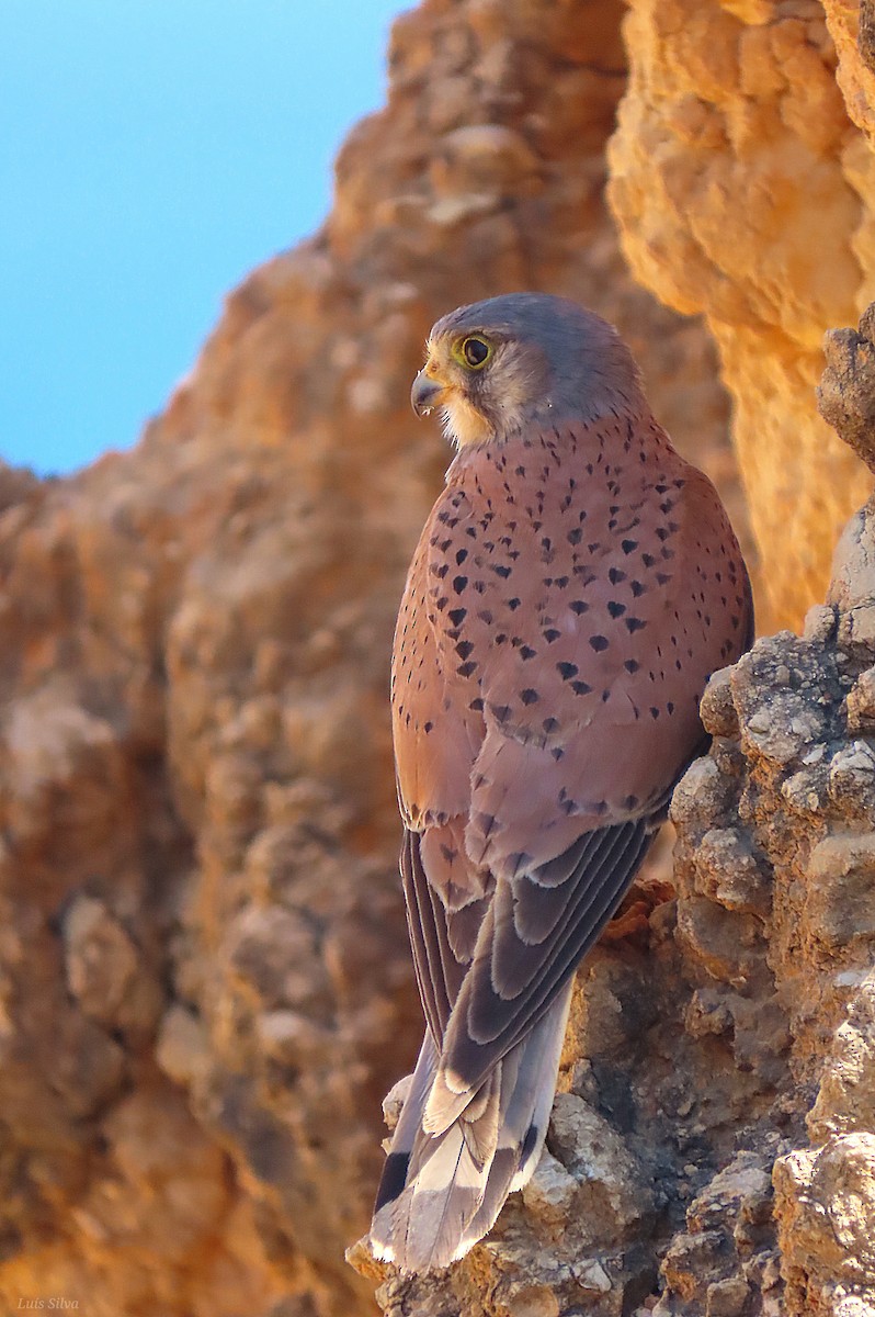 Eurasian Kestrel - Luís Manuel Silva