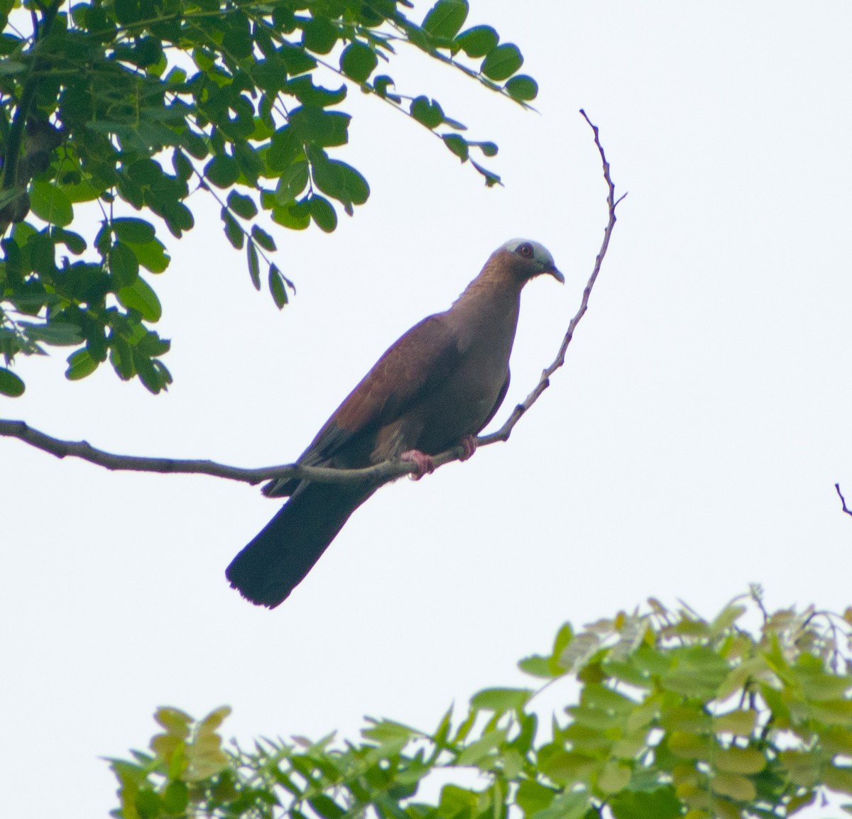 Pale-capped Pigeon - ML593565081