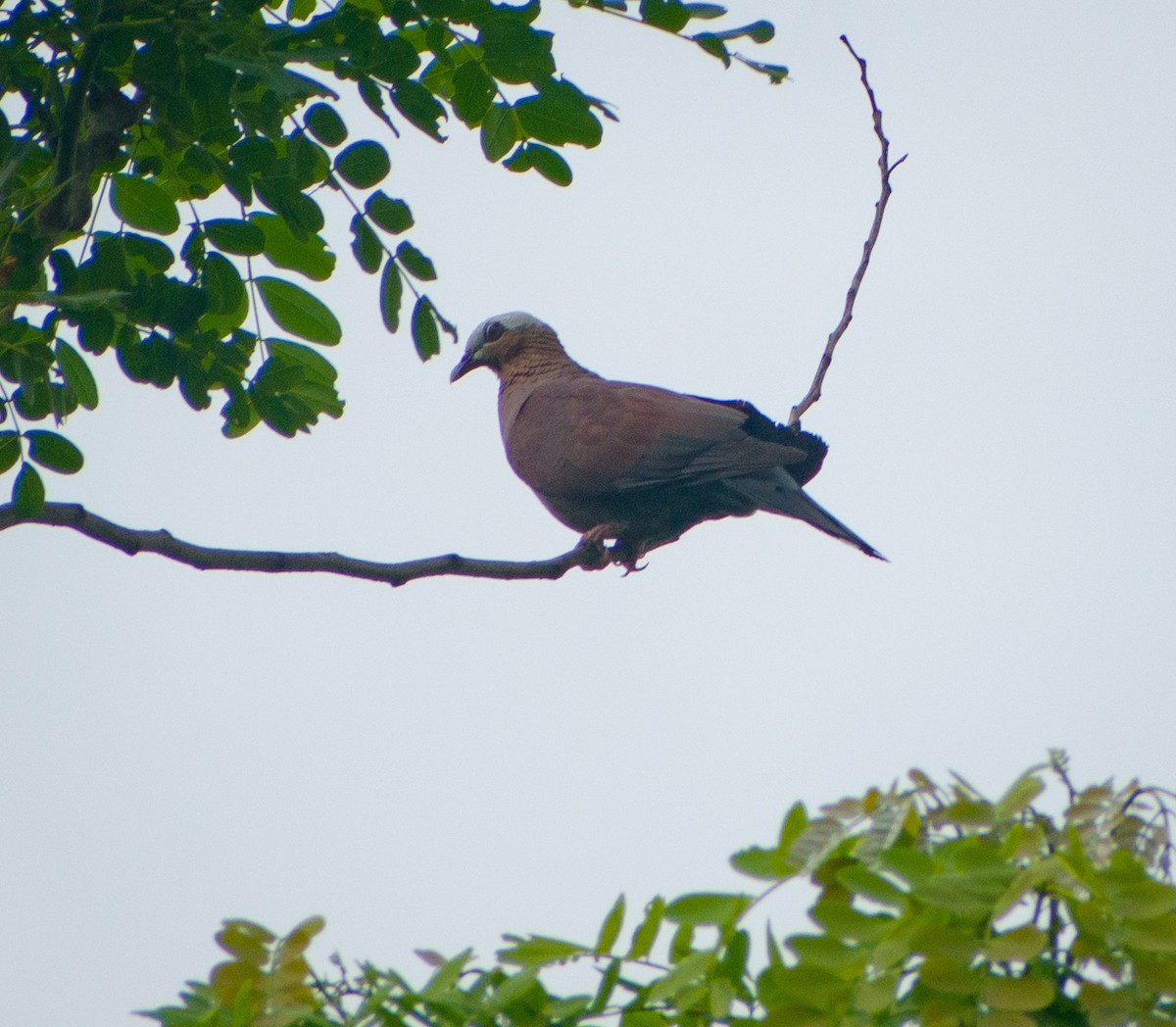Pale-capped Pigeon - ML593565091