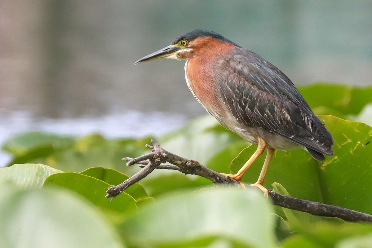 Green Heron - ML593565371