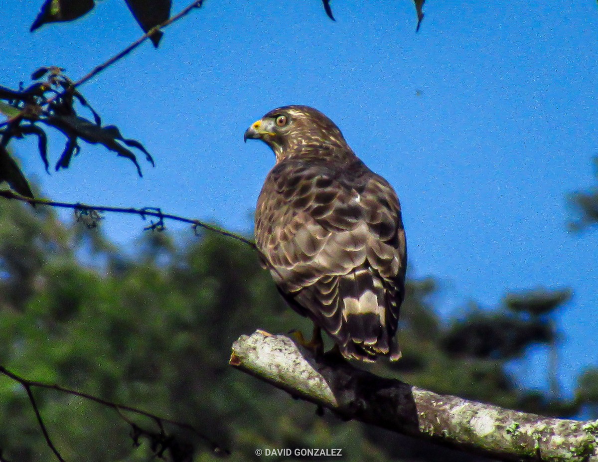 Broad-winged Hawk - David Gonzalez