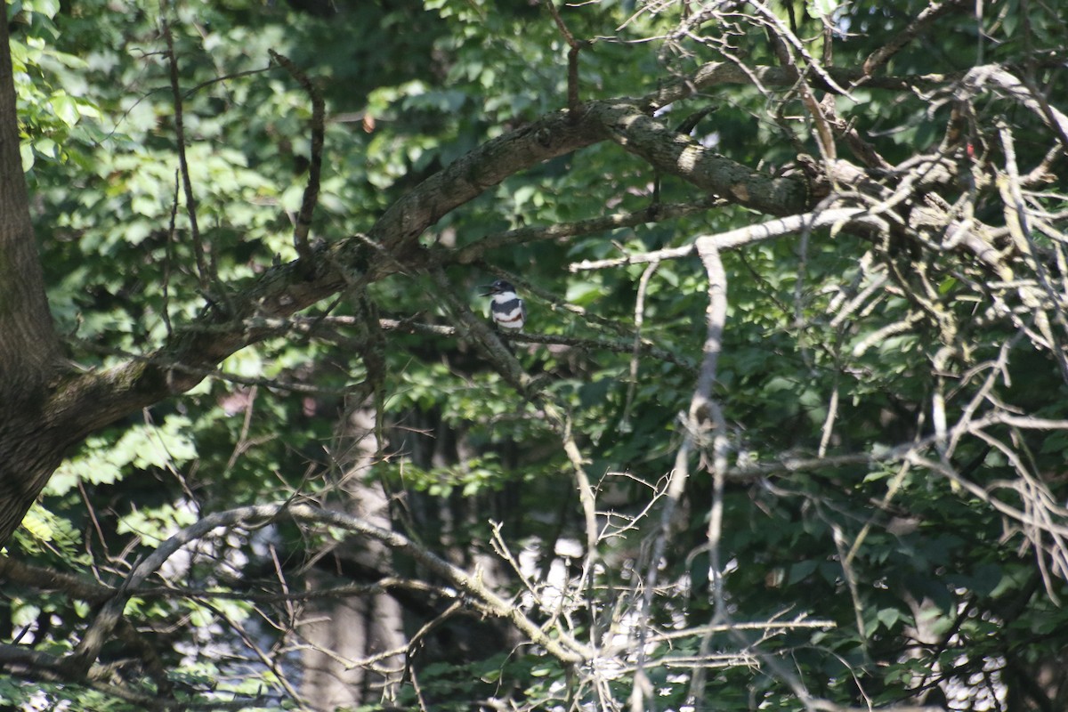 Belted Kingfisher - ML593565701