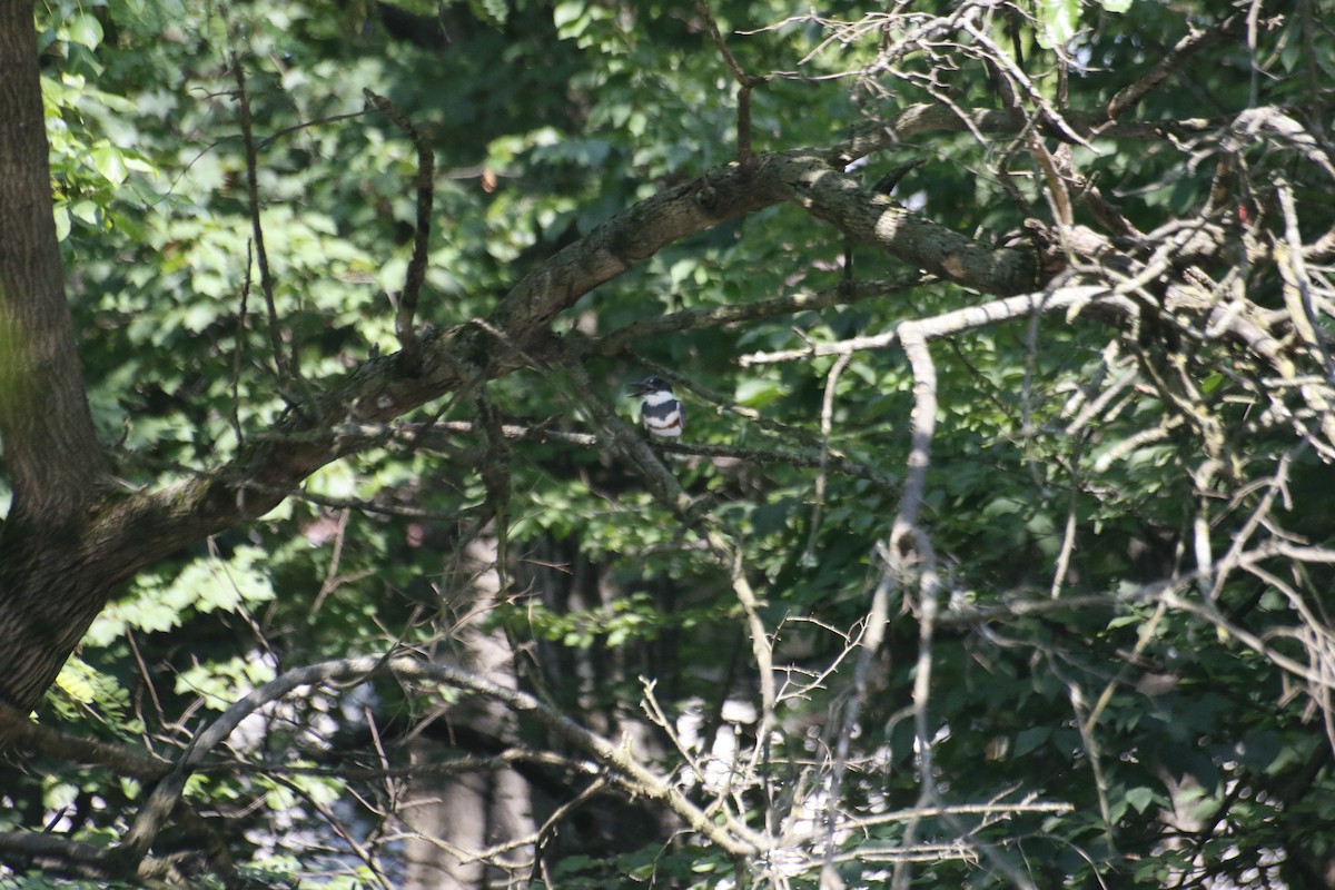 Belted Kingfisher - ML593565721