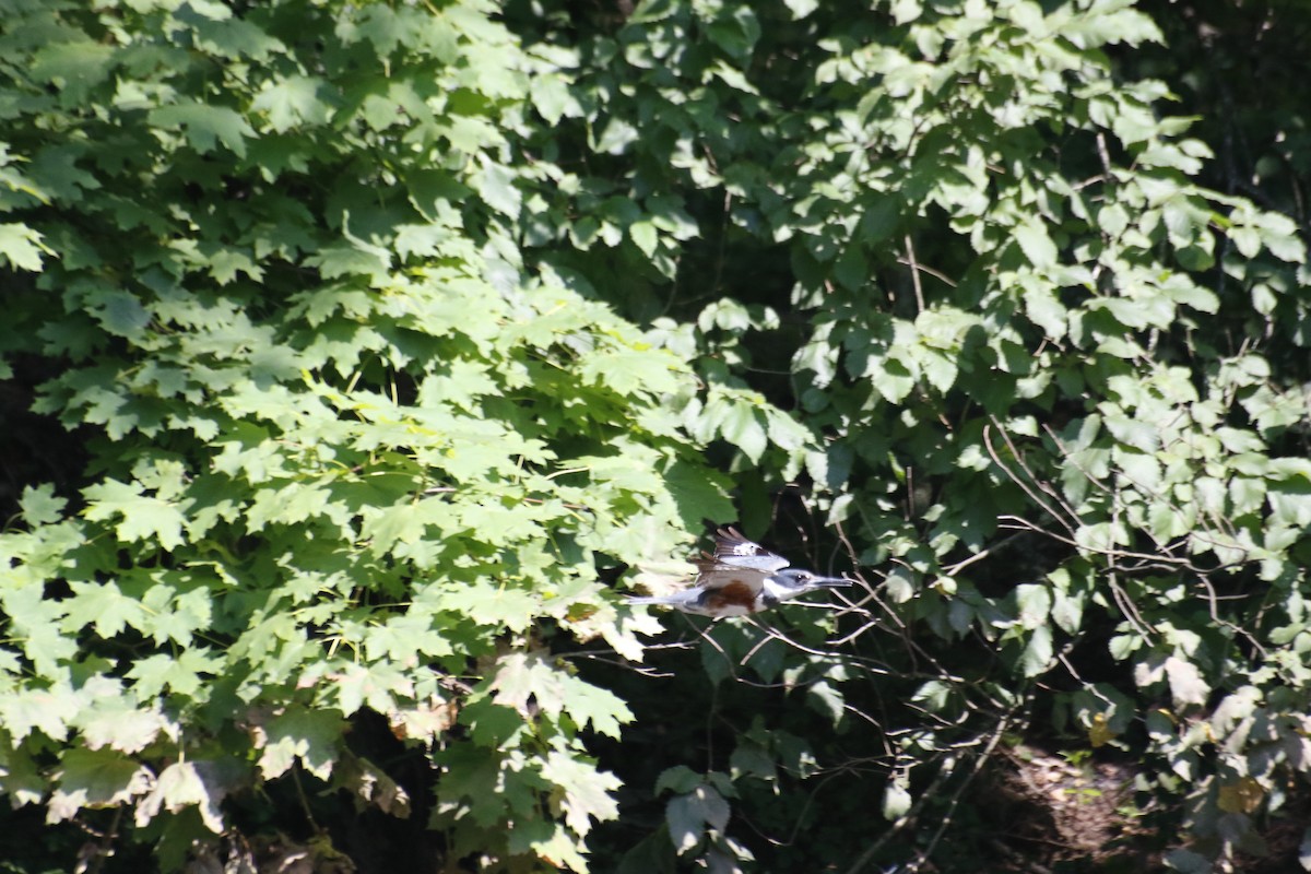 Belted Kingfisher - ML593565731