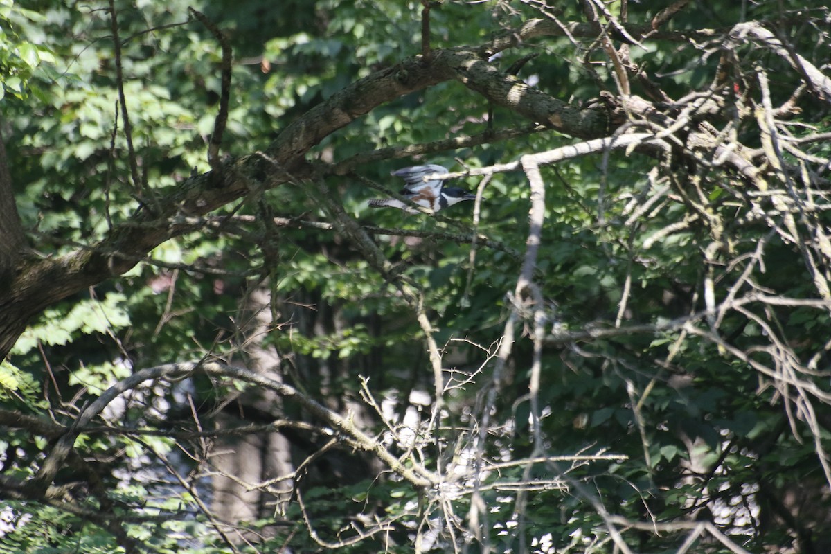 Belted Kingfisher - Samuel Stewart