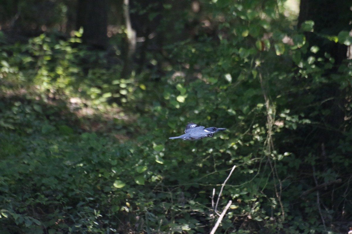 Belted Kingfisher - ML593565761