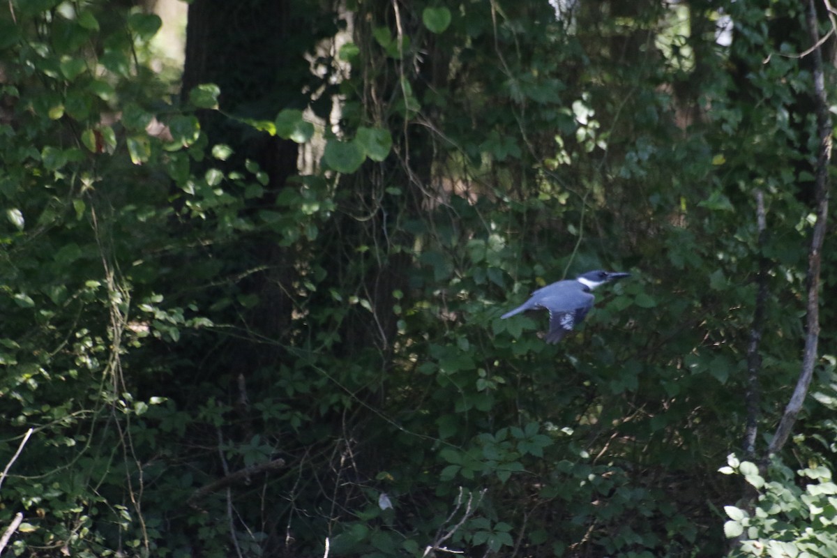 Belted Kingfisher - ML593565771