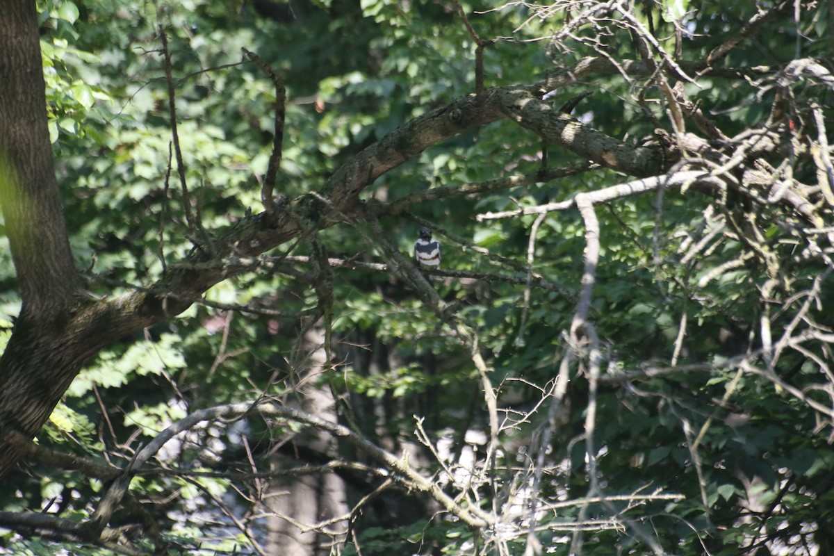 Belted Kingfisher - ML593565811