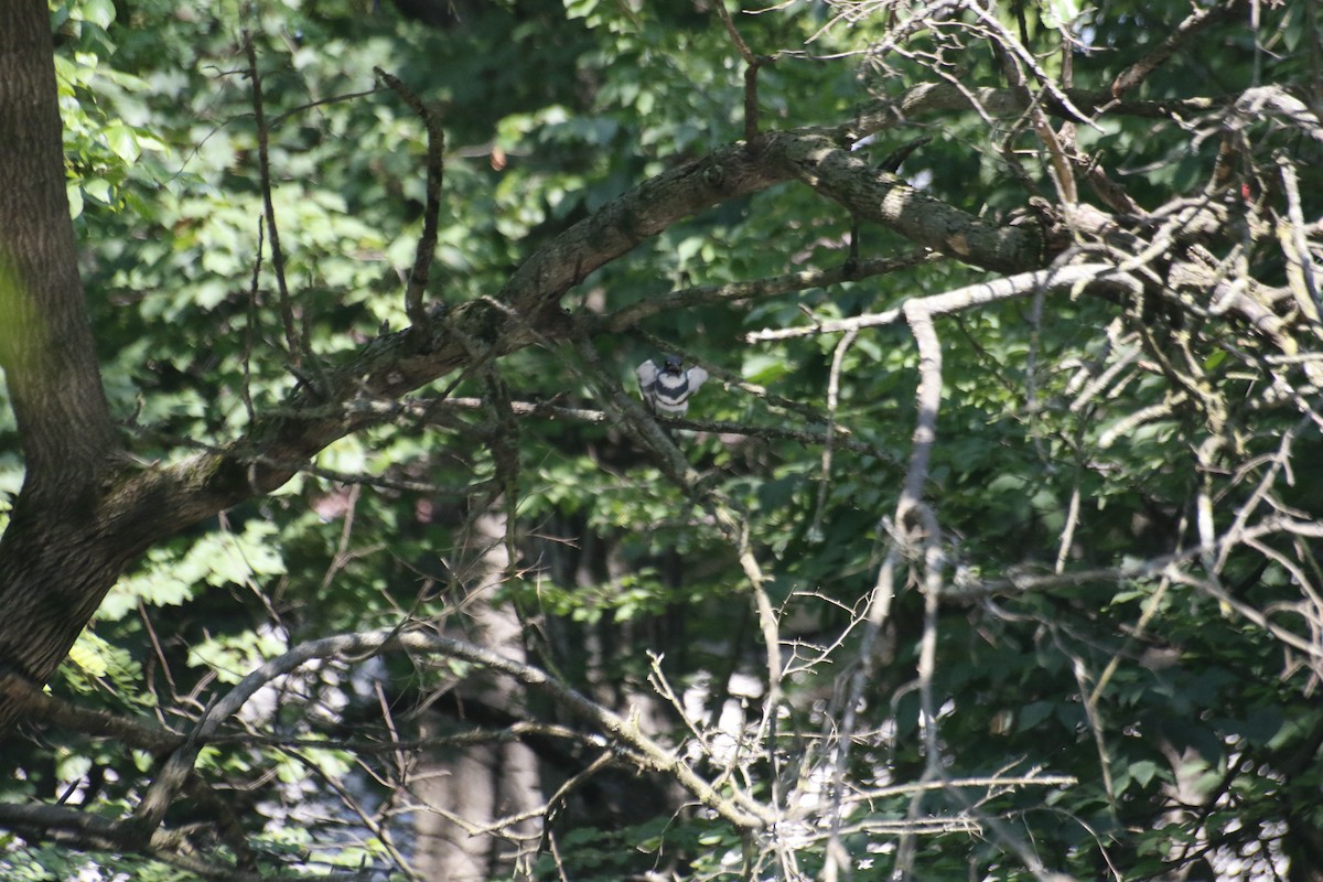 Belted Kingfisher - Samuel Stewart